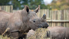 Bis zum letzten Nashorn
