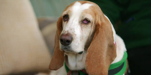 20:50: Hundehuset: Duchess | NRK 2 | 2/26 2026