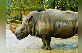 Secrets In The Jungle: Riddle of the Ancient Rhino