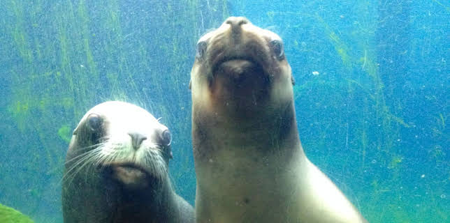 11:55: Seehund, Puma & Co. | WDR Fernsehen | 11/25 2025