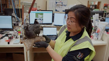 10:30: Border Patrol New Zealand | ProSieben Maxx | 4/28 2026