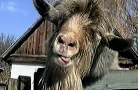 Funniest Pets and People: Season 1: Episode 224