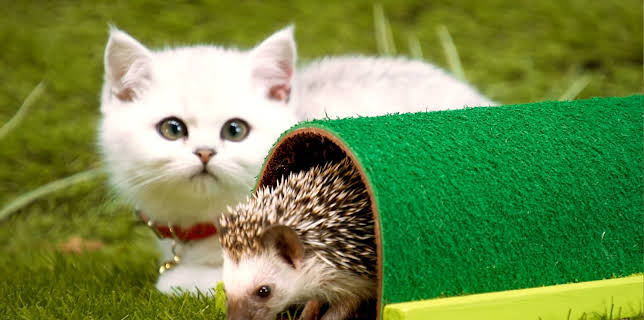 17:20: Rosin og Bolle: Pinne tar en lur | NRK 3 | 2/18 2026