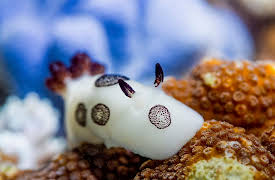 Asia, Season 1: Beneath the Waves