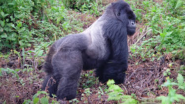 6:00 PM: Gorillas Revisited with David Attenborough (S1 E1) (S1) | Yesterday | 12/21 2025