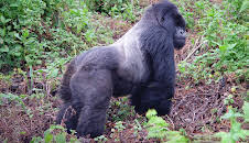 Gorillas Revisited with David Attenborough (S1 E1)