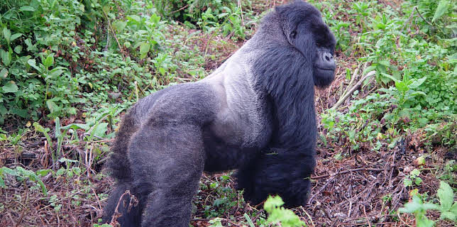 Gorilla Revisted with David Attenborough