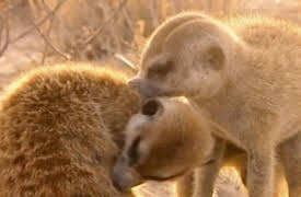 Meerkat Manor: Some Like It Hot