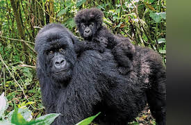 World Heritage Sites: Exploring the World’s Greatest Places: Virunga National Park, Gorilla Sanctuary