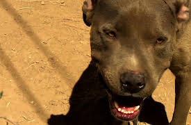 Animal Cops Season 20: Off the Leash