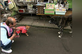 Shimura Zoo: Episode 289