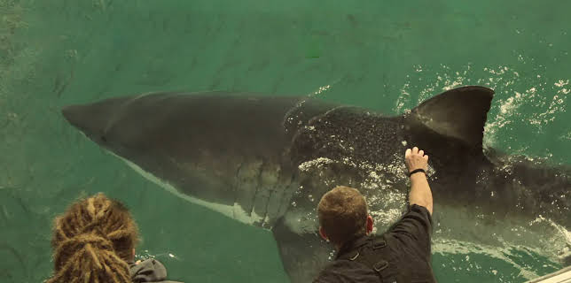 Sharkpocalypse (2013)