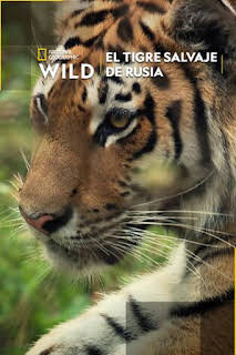07:00: El tigre salvaje de Rusia | Nat Geo Wild | 2/20 2026