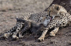 Born in Africa: Episode 2