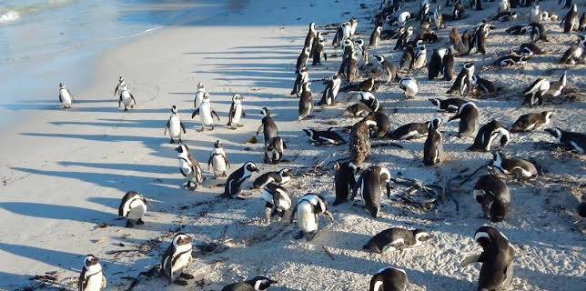 01:53: Meet The Penguins (S1 E7) (S1) | Animal Planet | 1/4 2026