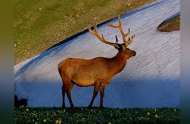 America's 58 National Parks: Rocky Mountain