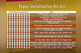 Dog Training 101: Puppies and Senior Dogs