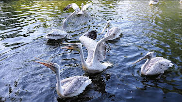 09:35: Elefant, Tiger & Co. (352) | MDR Fernsehen | 4/2 2026