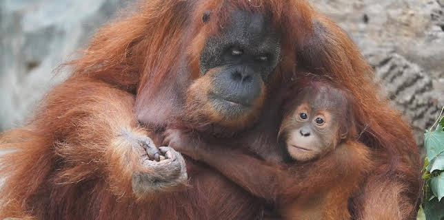 11:40: Leopard, Seebär & Co. | NDR Fernsehen | 1/29 2026