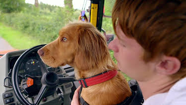 21:40: Hundehuset: Araf | NRK 2 | 4/1 2026