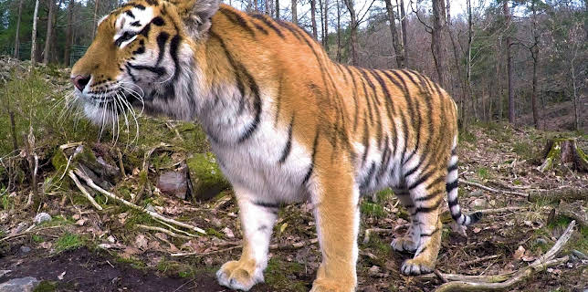 17:25: Dyrepasserne | TV 2 | 11/17 2025