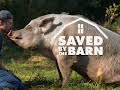 Saved By The Barn