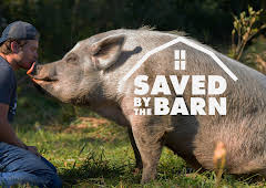 Saved By The Barn