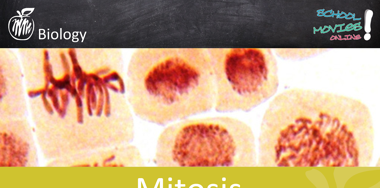 Mitosis - School Movie on Biology