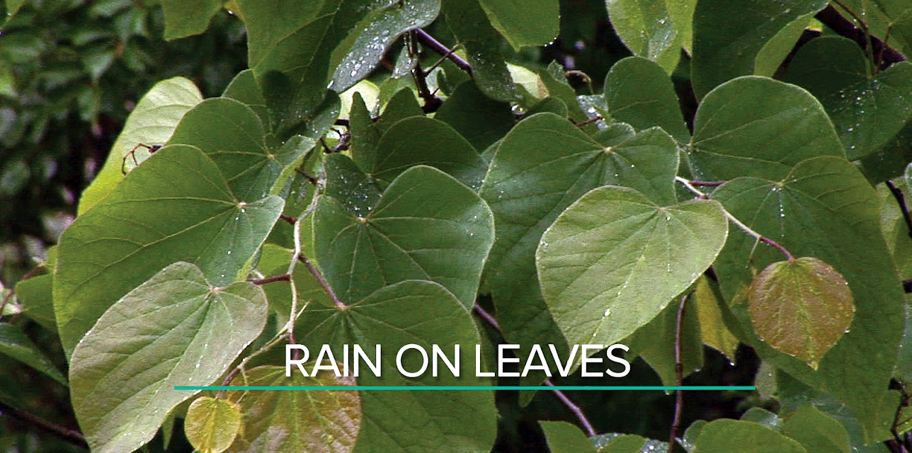 Rain On Leaves (short)