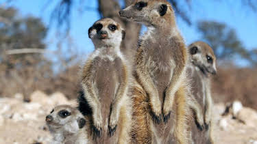 17:50: Mitbestimmung im Tierreich (2/2) | Arte | 3/27 2026