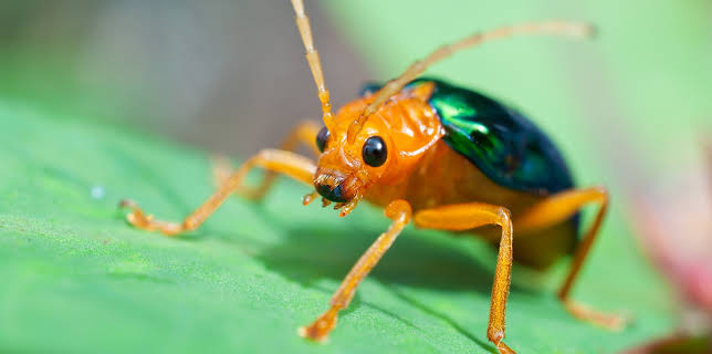 09:25: Little Giants (S1 E9) (S1) | Animal Planet | 11/25 2025