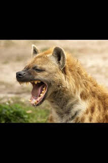 19:45: Concebido para matar: La hiena | Nat Geo Wild | 4/1 2026