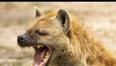 Concebido para matar: La hiena