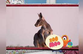 Animal All Stars: Sun Soakers