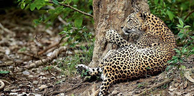 05:00: Documental  Panteras | LA 2 | 10/31 2025