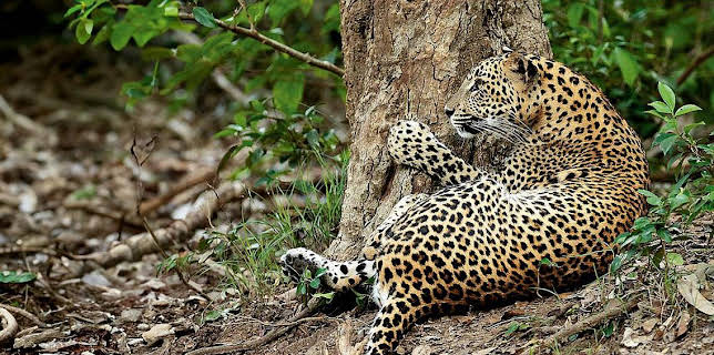 Grandes Documentales Panteras