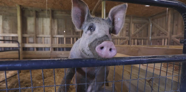 00:45: Saved By The Barn (S1 E7) (S1) | Animal Planet | 11/23 2025