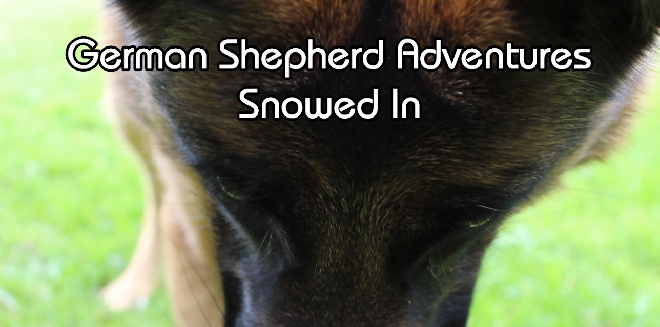 German Shepherd Adventures Snowed In (2018)