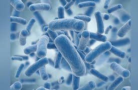 Medical Myths, Lies, and Half-Truths: What We Think We Know May Be Hurting Us: Probiotics and Our Bacterial Friends