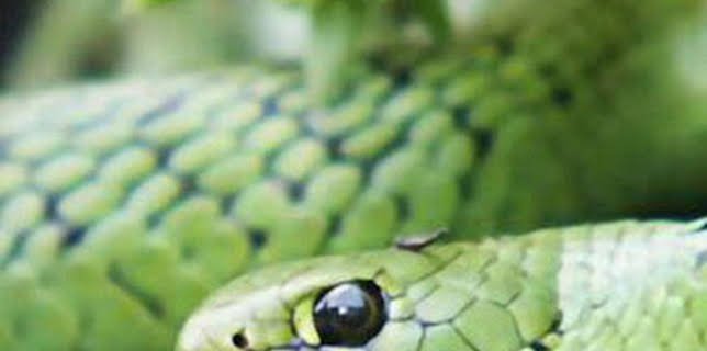 16:32: Reinos ocultos de...: Namaqualand: La Flor del Desierto | La Otra | 11/3 2024