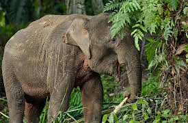 Hard Truths of Conservation With Dan Cabela, Season 1: Human-Wildlife Conflict in Borneo