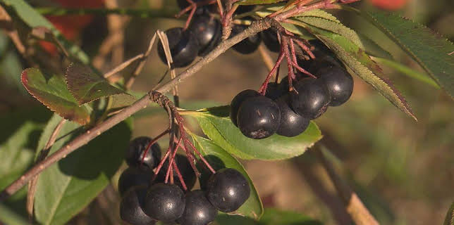 16:00: Genuss mit Zukunft (9) | NDR Fernsehen | 3/15 2026