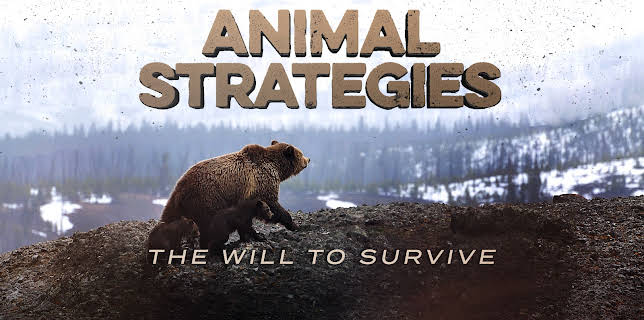Animal Strategies
