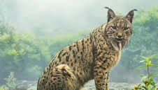 Sieben Kontinente - Ein Planet