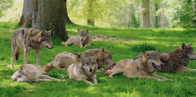 2:30 PM: Animal Park | BBC One | 1/15 2026