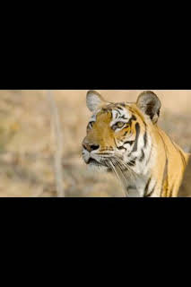 04:00: Wild India: El bosque monzónico | Nat Geo Wild | 3/29 2026