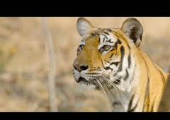 Wild India: El bosque monzónico