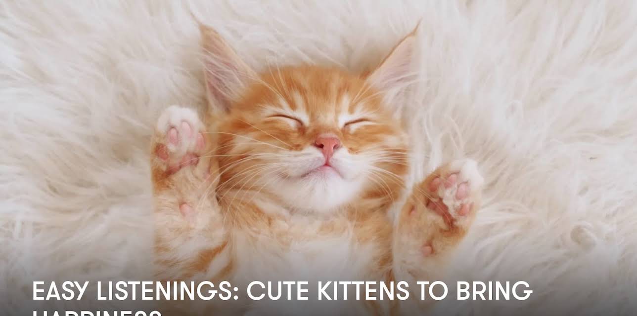 Easy Listenings: Cute Kittens to Bring Happiness (2024)