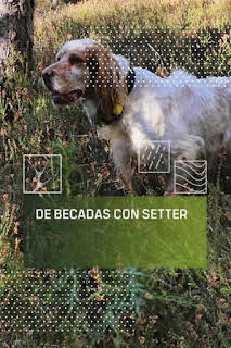 07:00: De becadas con setter | Caza y Pesca | 7/13 2026