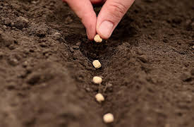 Pioneering Skills for Everyone: Modern Homesteading: Seeds, Seedlings, and Transplants